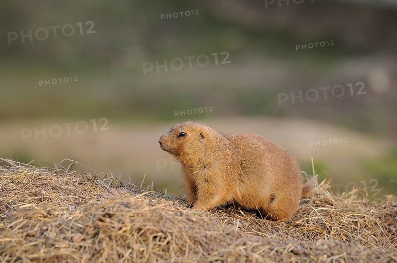 A meerkat stands at attention on a sandy hill in the wild, black-tailed prairie dog (Cynomys ludovicianus), captive