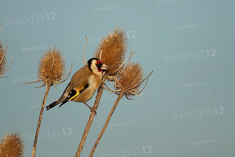 European goldfinch (Carduelis carduelis) adult bird feeding on a Teasel seedhead in winter, RSPB Frampton marsh nature reserve, Lincolnshire, England, United Kingdom