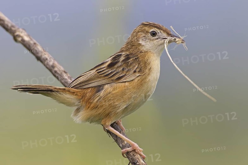 Zitting Cisticola (Cisticola juncidis), Mallorca, Spain