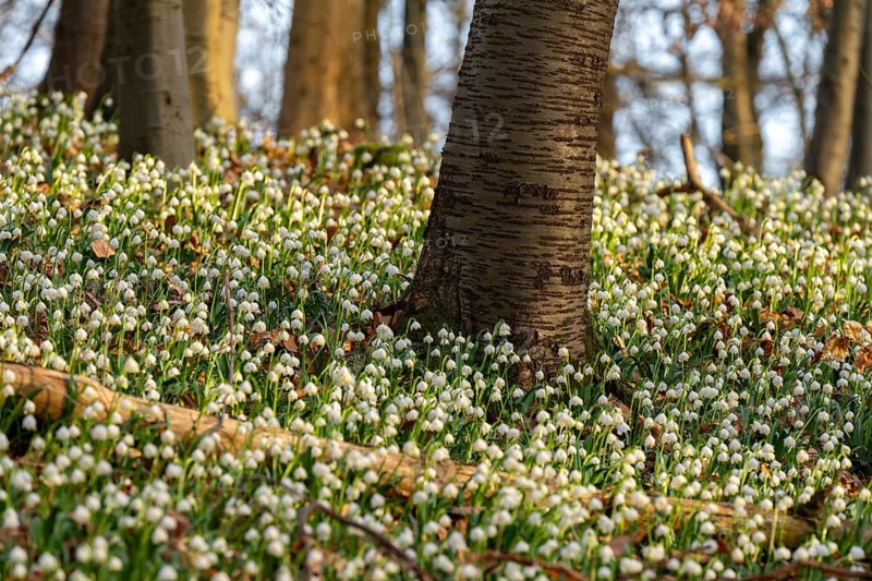 Blooming spring knotweed (Leucojum vernum), also known as marsh fritillary, covers the ground of a deciduous forest in the warm evening light, near Asche, Lower Saxony, Germany