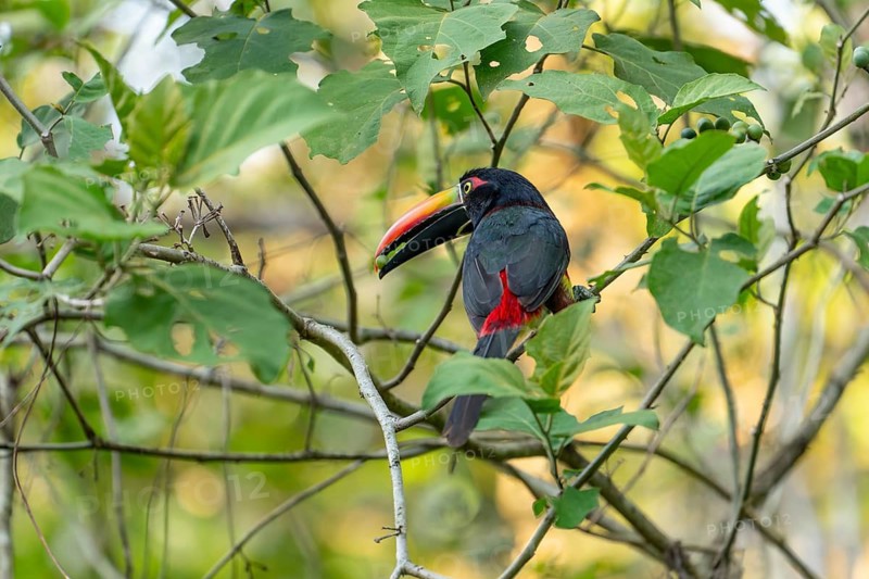 Fiery billed aracari holding fruit in beak while perched on branch, close view, Osa Peninsula, Puntarenas, Costa Rica
