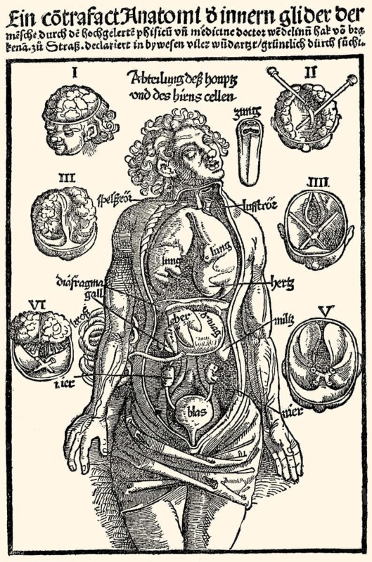 Medicine anatomy inner organs woodcut by Hans Wechtlin Feldbuch der Wunderarzney by Hans von Gersdorff, Strassburg 1517, anatomischer Holzschnitt der inneren Organe von Hans Wechtlin, ca. 1480/85 - nach 1526, aus: H. von Gersdorf, Feldbuch der Wundarzney, Strassburg, 1517