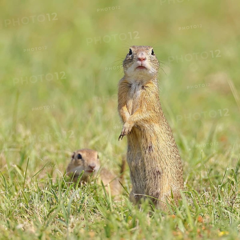 European ground squirrel (Spermophilus citellus) standing upright in a meadow, Burgenland Austria