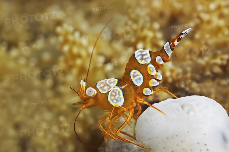 Hohlkreuzgarnele, Thor amboinensis Squat Anemone Shrimp, Thor amboinensis