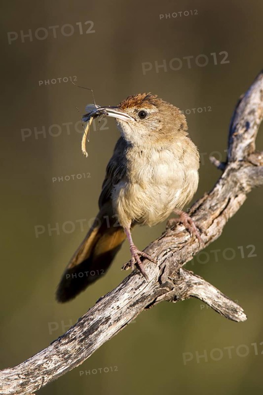 Spinifexbird (Megalurus carteri) with insect prey, Western Australia, Australia