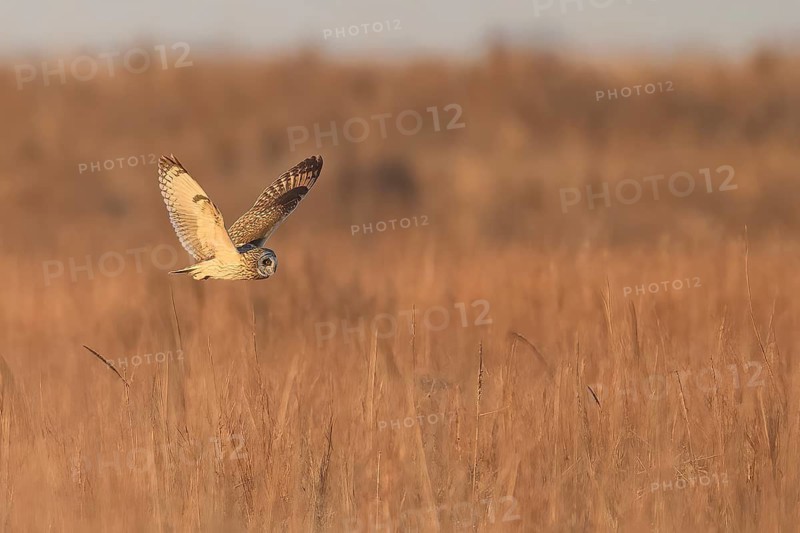 Short-eared Owl (Asio flammeus) flying, Texas, USA