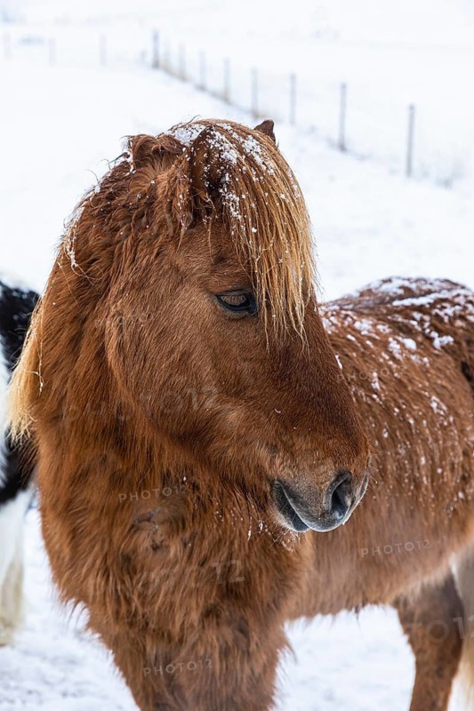Brown Icelandic horse (Equuus ferus caballus), portrait, Northern Iceland Eyestra, Iceland