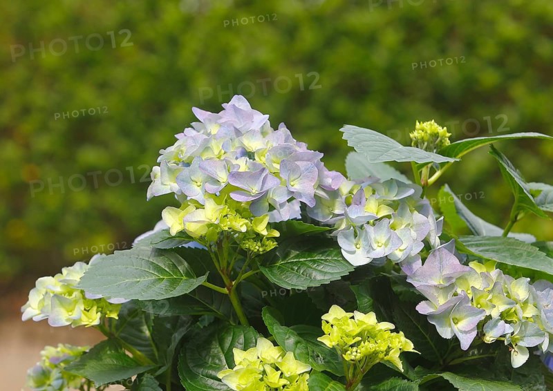 Hydrangea (Hydrangea macrophylla), flowering shrub with blue-violet and greenish inflorescences in various stages of maturity, North Rhine-Westphalia, Germany