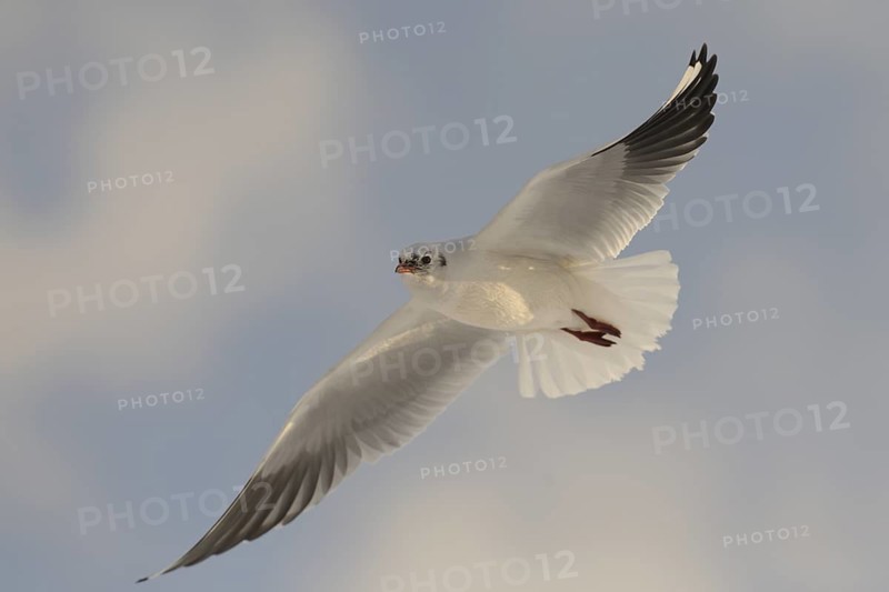 Black-headed Gull (Chroicocephalus ridibundus) flying, Germany