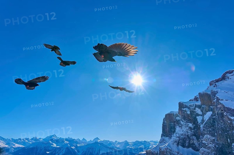 Alpine choughs (Pyrrhocorax graculus), group of birds flying at altitude over a sunny, snow-covered mountain landscape, Gemmi Pass, Leukerbad, Leuk, Valais, Switzerland