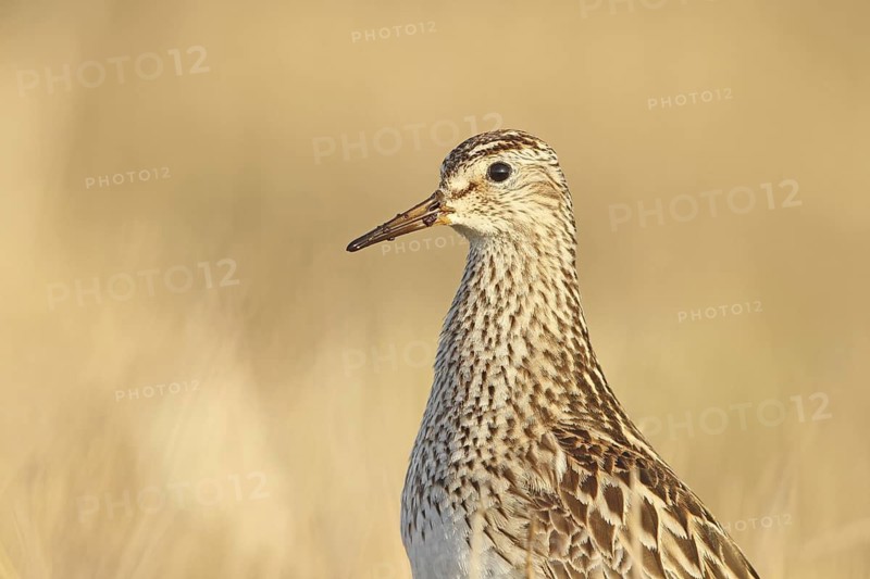 Pectoral Sandpiper (Calidris melanotos) female, Alaska, USA
