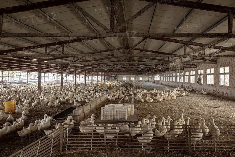 Ducks ready for slaughter, Jiang Su Salted Duck Farming Co. Ltd, Xiang Shui County, China