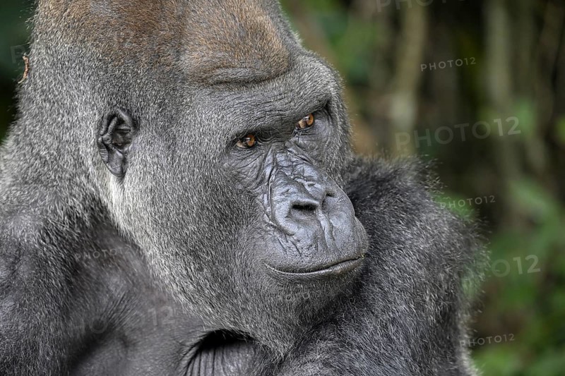 Western lowland gorilla (Gorilla gorilla gorilla), portrait, Réserve Lésio-Louna nature reserve, near Moembe, Plateau department, Republic of the Congo