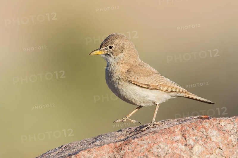 Desert Lark (Ammomanes deserti), Eilat, Israel