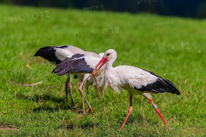 A white stork (Ciconia ciconia) family looking for food on a green meadow. One adult carries a twig for the nest repair