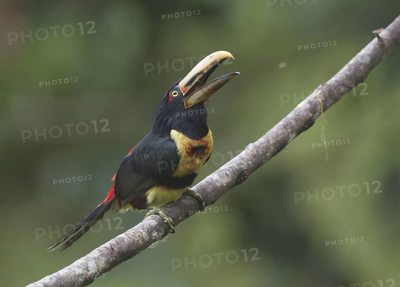 Pale-mandibled Aracari (Pteroglossus erythropygius), Pichincha, Ecuador