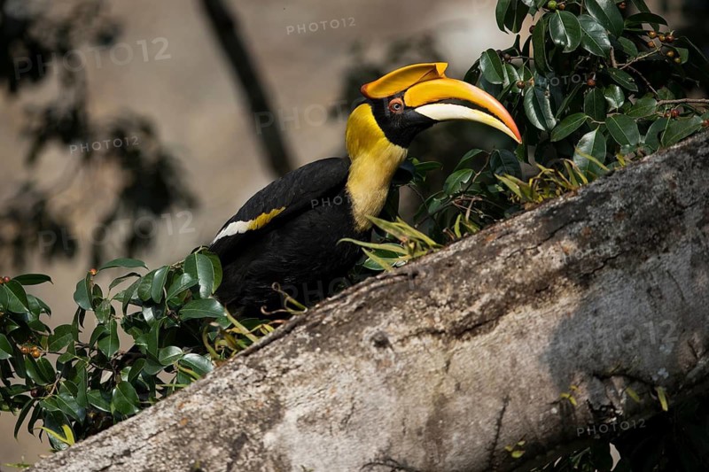 Great Hornbill (Buceros bicornis) female, Manas National Park, Bhutan