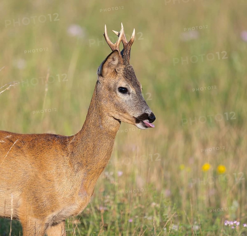 Roe deer (Capreolus capreolus), roebuck standing in a meadow, tongue, Delicious to see, wildlife, Thuringia, Germany