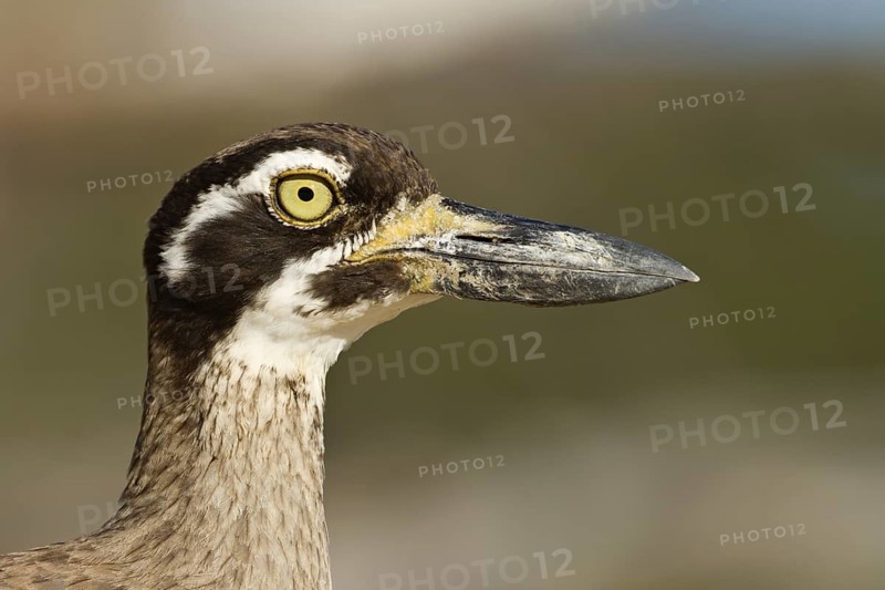 Beach Stone-curlew (Esacus magnirostris), Queensland, Australia