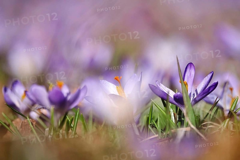 Beautiful crocus flower, early spring, Germany