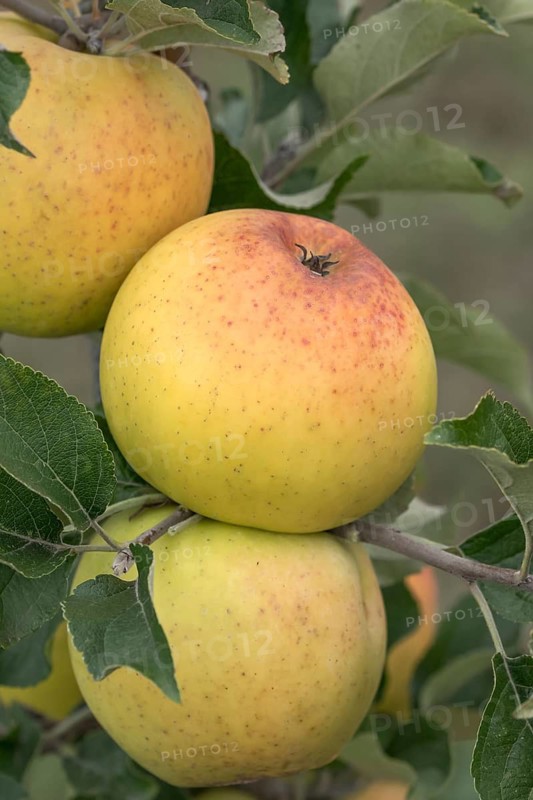 Apple (Malus domestica 'Zuccalmagliorenette'), Bayerische Landesanstalt für W, Germany