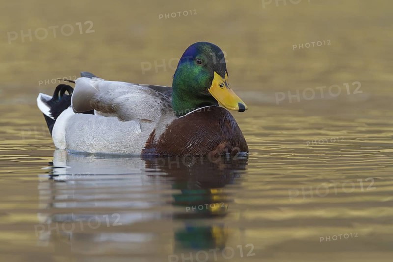 Mallard (Anas platyrhynchos) male, Tribalj, Croatia
