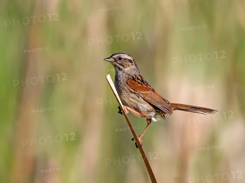 Swamp Sparrow (Melospiza georgiana), Saskatchewan, Canada