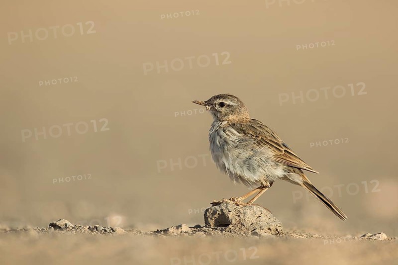 Berthelot's Pipit (Anthus berthelotii) on ground, Lanzarote, Spain