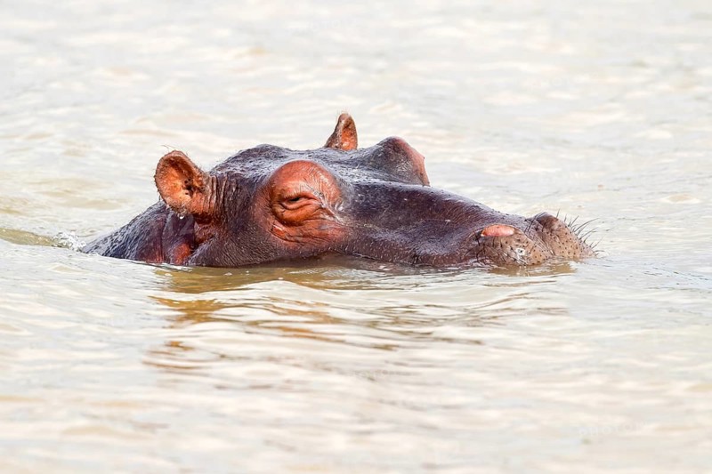 Hippopotamus (Hippopotamus amphibius), iSimangaliso Wetland Park, St. Lucia, KwaZulu-Natal, South Africa