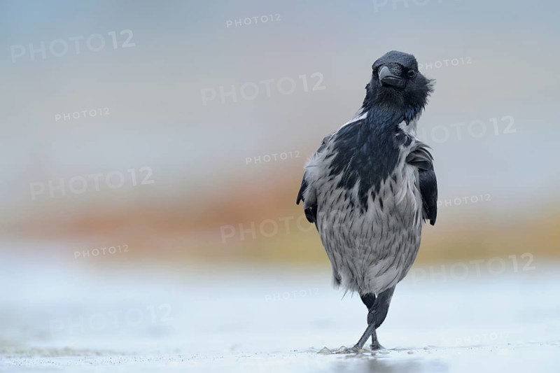 Hooded Crow (Corvus cornix), Mecklenburg-Western Pomerania, Germany