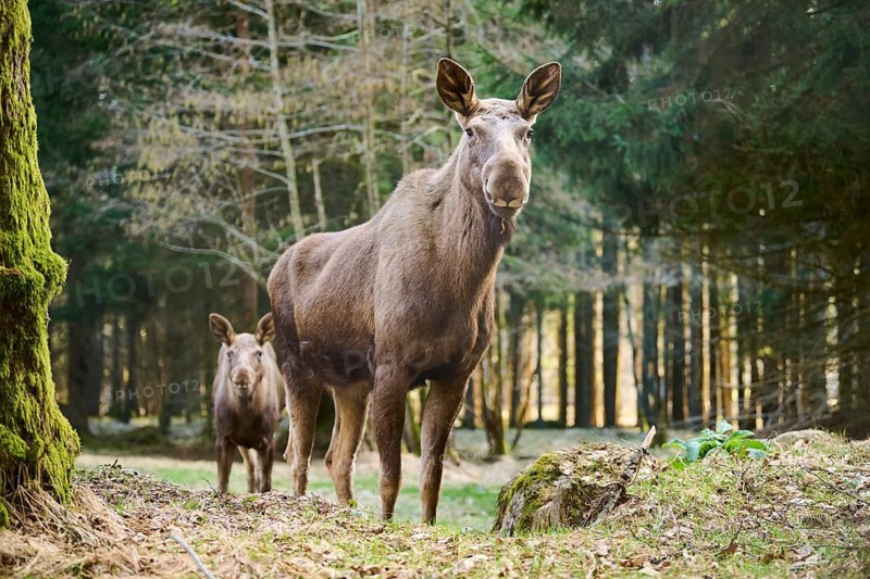 Elk (Alces alces) standing on a meadow on the edge of a forest, Bavaria, Germany