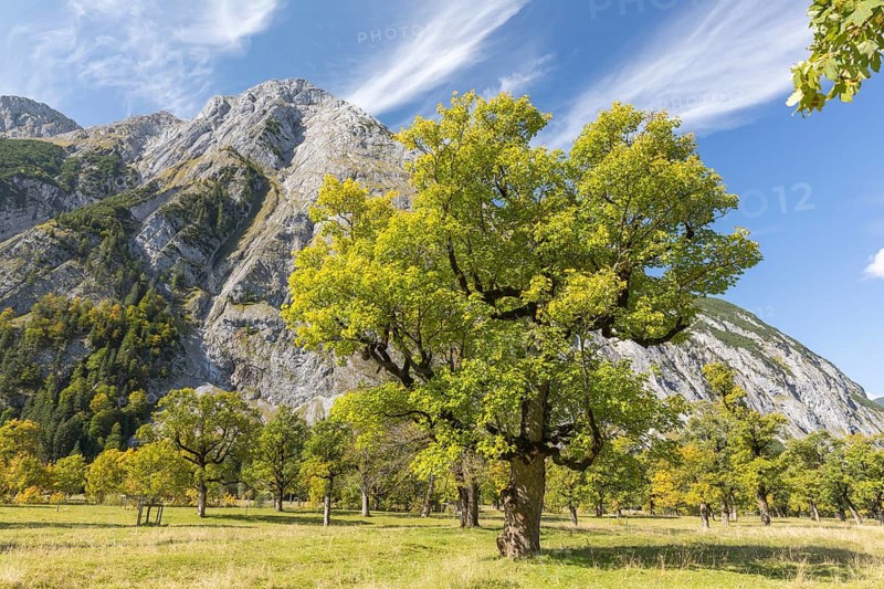 Nature conservancy area Grosser Ahornboden. Sycamore maple trees, Acer pseudoplatanus, in autumn. Karwendel mountains in the back with blue sky