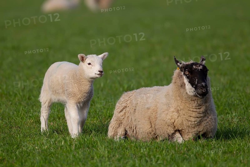 Domestic sheep (Ovis aries) adult mother ewe and juvenile baby lamb farm animals in a grass field in springtime, England, United Kingdom