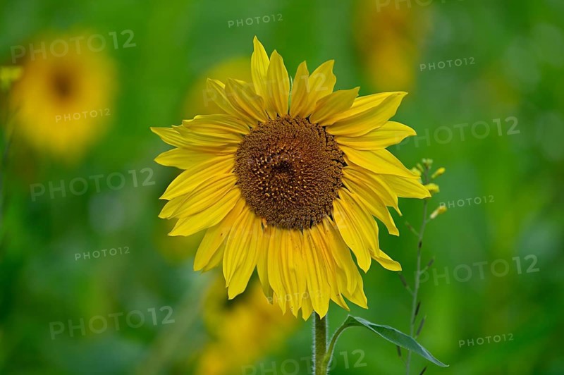 Sunflower (Helianthus annus), Lower Rhine, North Rhine-Westphalia, Germany