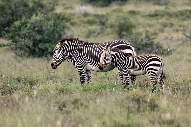 Cape Mountain Zebra (Equus zebra), adult, female, mother, juvenile, alert, feeding, Mountain Zebra National Park, Eastern Cape, South Africa