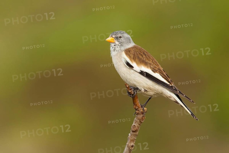 White-winged Snowfinch (Montifringilla nivalis), Faro, Portugal