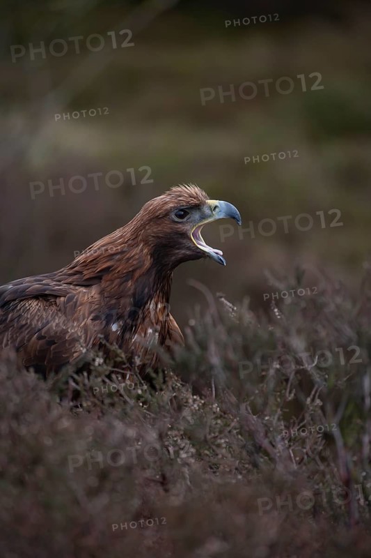 Golden eagle (Aquila chrysaetos) adult bird of prey raptor calling on a moorland, Scotland, United Kingdom