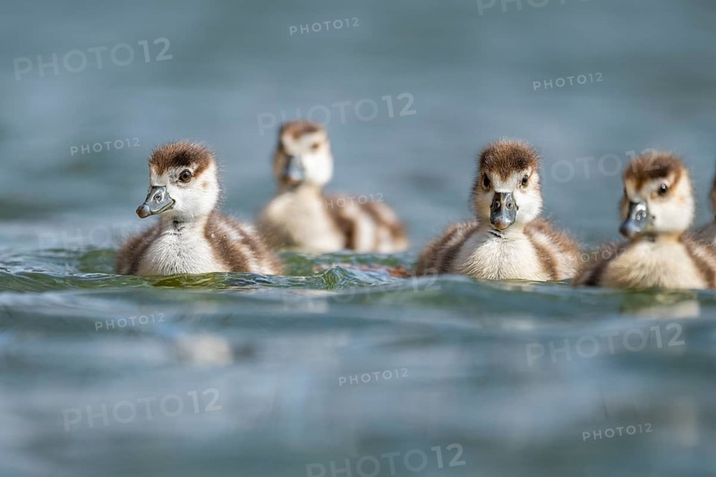 Egyptian goose (Alopochen aegyptiaca) chicks swimming on a lake, Bavaria, Germany