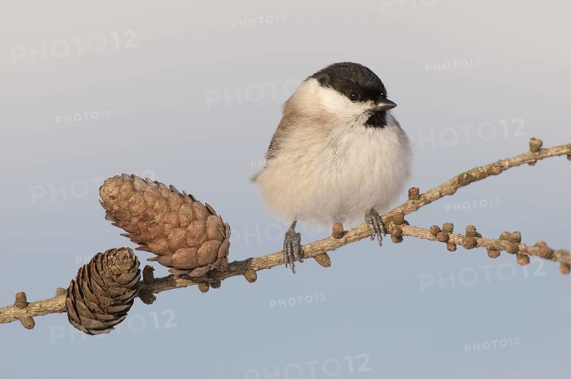 Marsh Tit (Poecile palustris), Thuringia, Germany