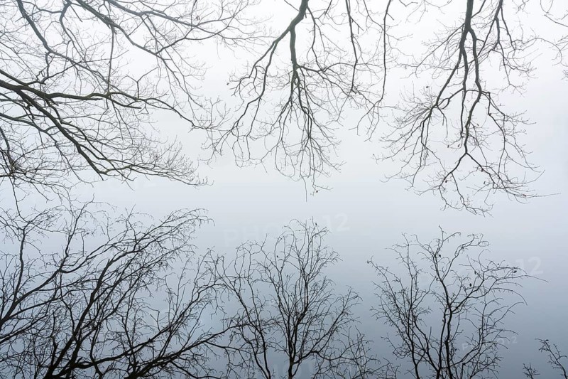 Ahlhorn fish ponds in fog, Ahlhorn, Lower Saxony, Germany