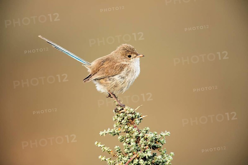 White-winged Fairywren (Malurus leucopterus) female, South Australia, Australia