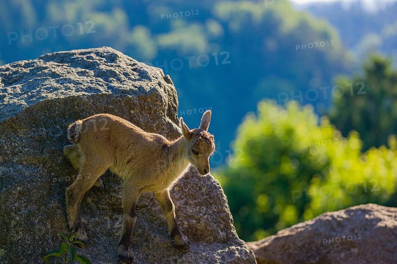 One baby ibex (Capra ibex) stands on a rock