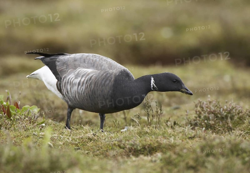 Brant Goose (Branta bernicla), Schleswig-Holstein, Germany