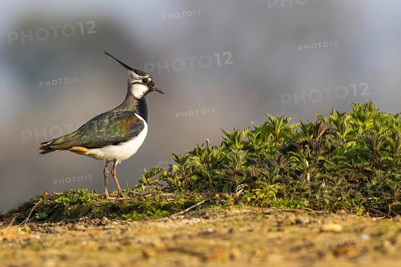 Northern Lapwing (Vanellus vanellus) male, North Rhine-Westphalia, Germany