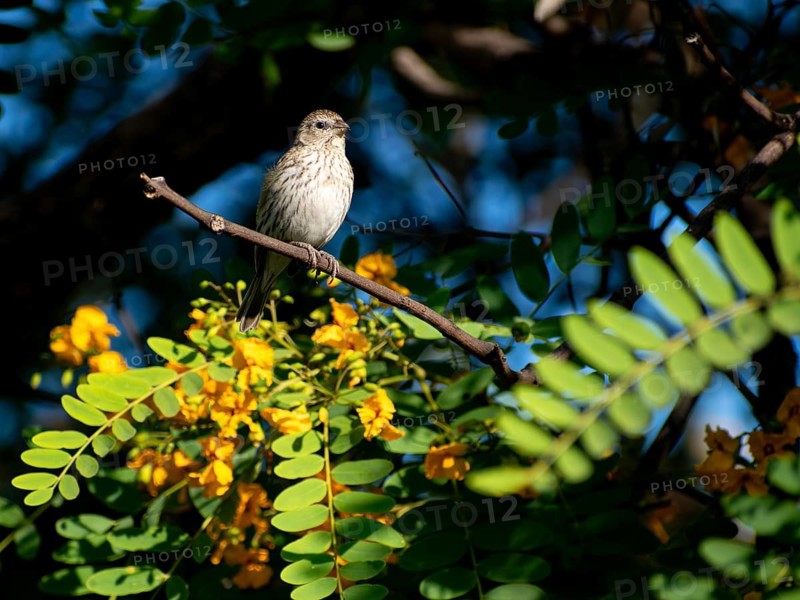 Free-living female saffron tanager (Sicalis flaveola) in a nature reserve in Buenos Aires, Argentina