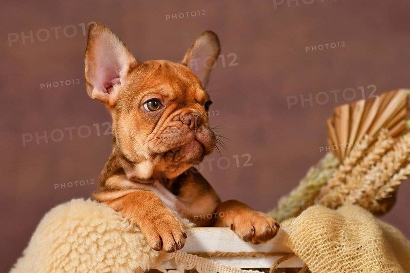 Portrait of cute Mocca Red Sable French Bulldog dog puppy in box with natural boho style decoration in front of brown background