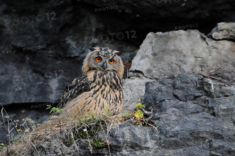 Eurasian Eagle-Owl (Bubo bubo) perched on a rock, North Rhine-Westphalia, Germany