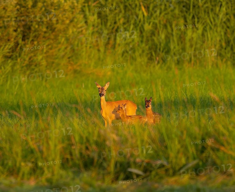 Roe deer (Capreolus capreolus), doe with two fawns standing in a meadow, warm morning light, wildlife, Lower Saxony, Germany
