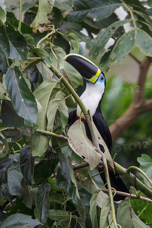 White-throated Toucan (Ramphastos tucanus) perched on a branch in Manu National Park, Peru