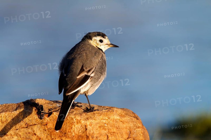 White Wagtail (Motacilla alba), Castile-La Mancha, Spain